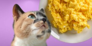 Can Cats Eat scrambled eggs?