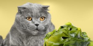 Can Cats Eat seaweed?