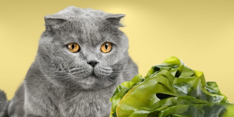 Picture of Can Cats Eat Sweet Potatoes? The Pros and Cons
