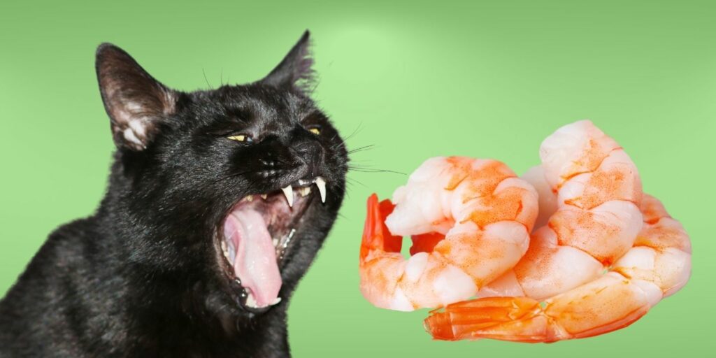 Can Cats Eat shrimp?