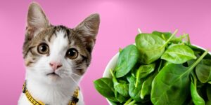 Can Cats Eat spinach?