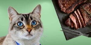 Can Cats Eat steak?