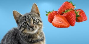 Can Cats Eat strawberries?