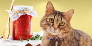 Can Cats Eat tomato sauce?