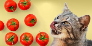 Can Cats Eat tomatoes?