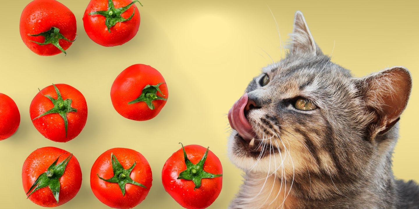 View of Can Cats Eat Tomatoes? The Dos and Don'ts