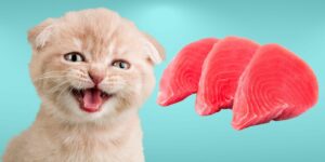 Can Cats Eat tuna?