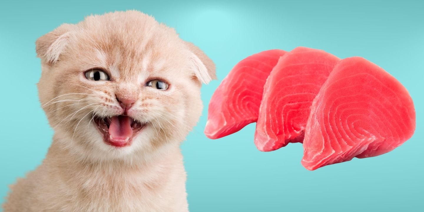 can-cats-eat-tuna-everything-you-need-to-know