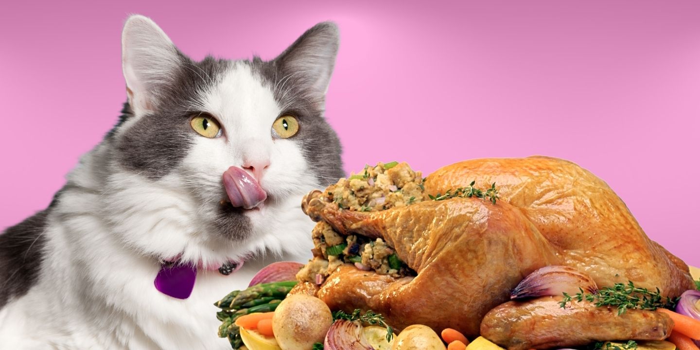 Can Cats Eat Turkey? A Comprehensive Guide