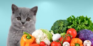 Can Cats Eat vegetables?