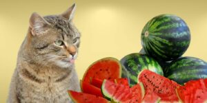 Can Cats Eat watermelon?