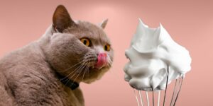 Can Cats Eat whipped cream?