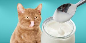 Can Cats Eat yogurt?