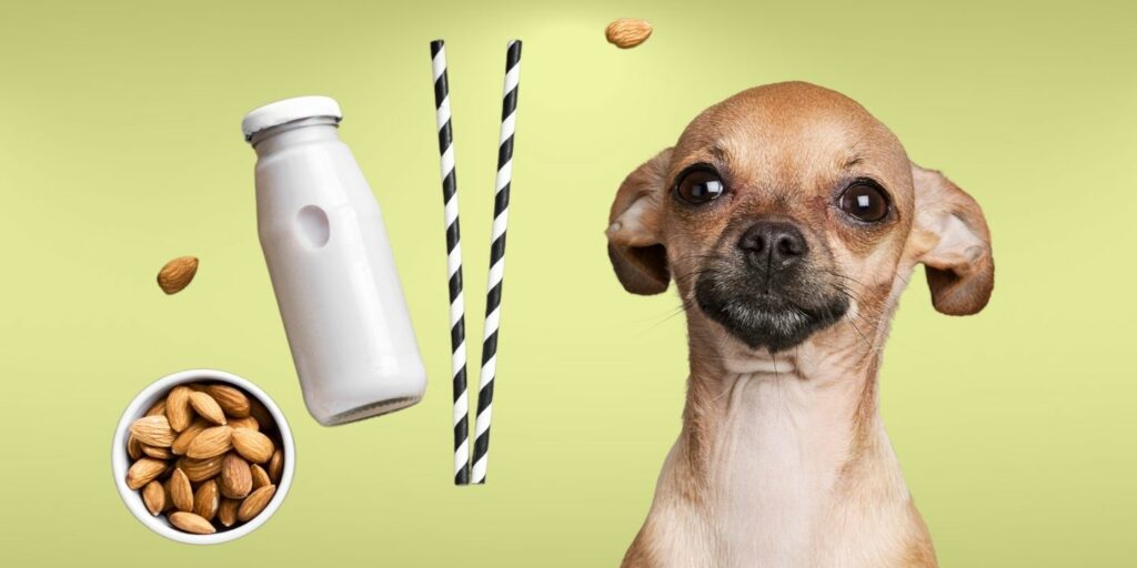 Can Dogs Drink almond milk?