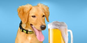 Can Dogs Drink beer?