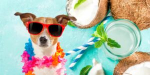 Can Dogs Drink coconut water?