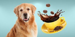 Can Dogs Drink coffee?