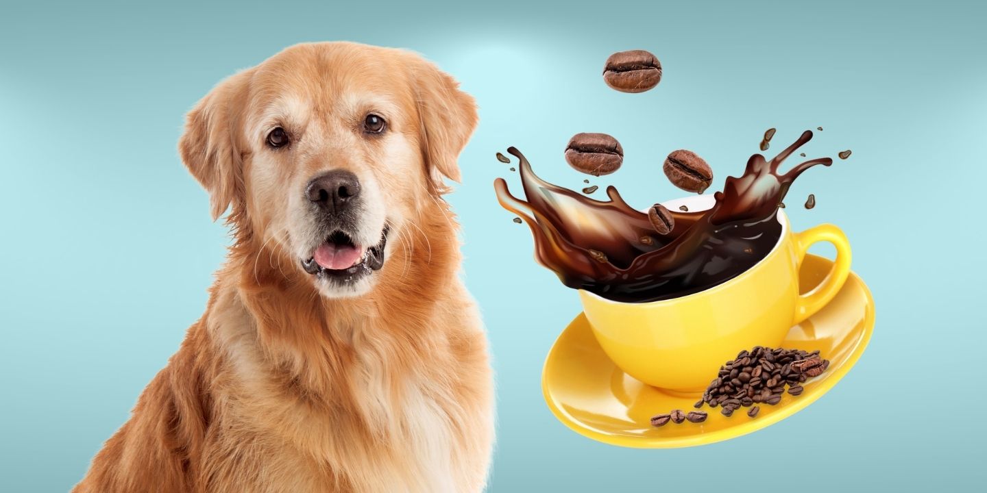 Can Dogs Drink Coffee? Why You Should Avoid That