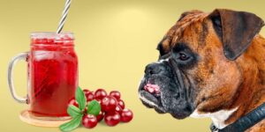 Can Dogs Drink cranberry juice?