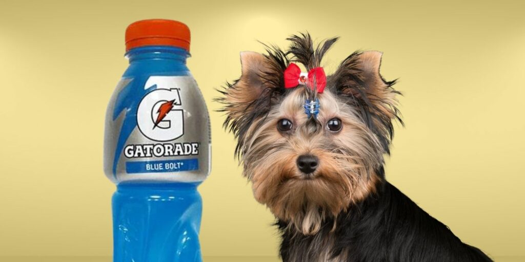 Can Dogs Drink gatorade?