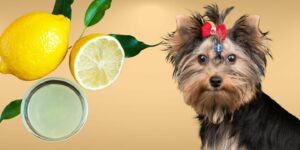 Can Dogs Drink lemon juice?