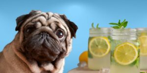 Can Dogs Drink lemon water?