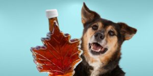 Can Dogs Drink maple syrup?