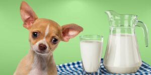 Can Dogs Drink milk?