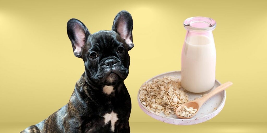 Can Dogs Drink oat milk?
