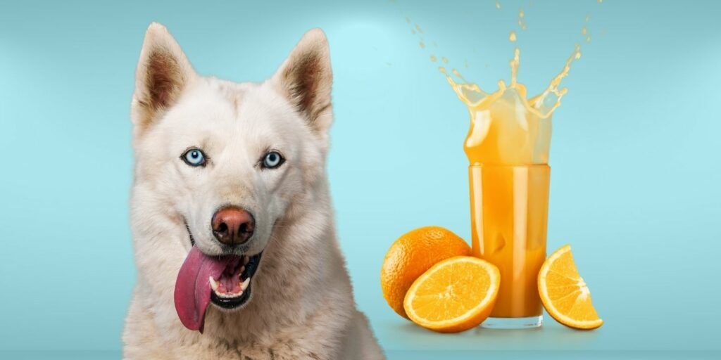 Can Dogs Drink orange juice?