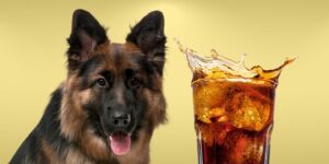 Can Dogs Drink soda?