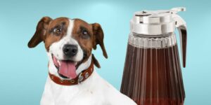 Can Dogs Drink syrup?