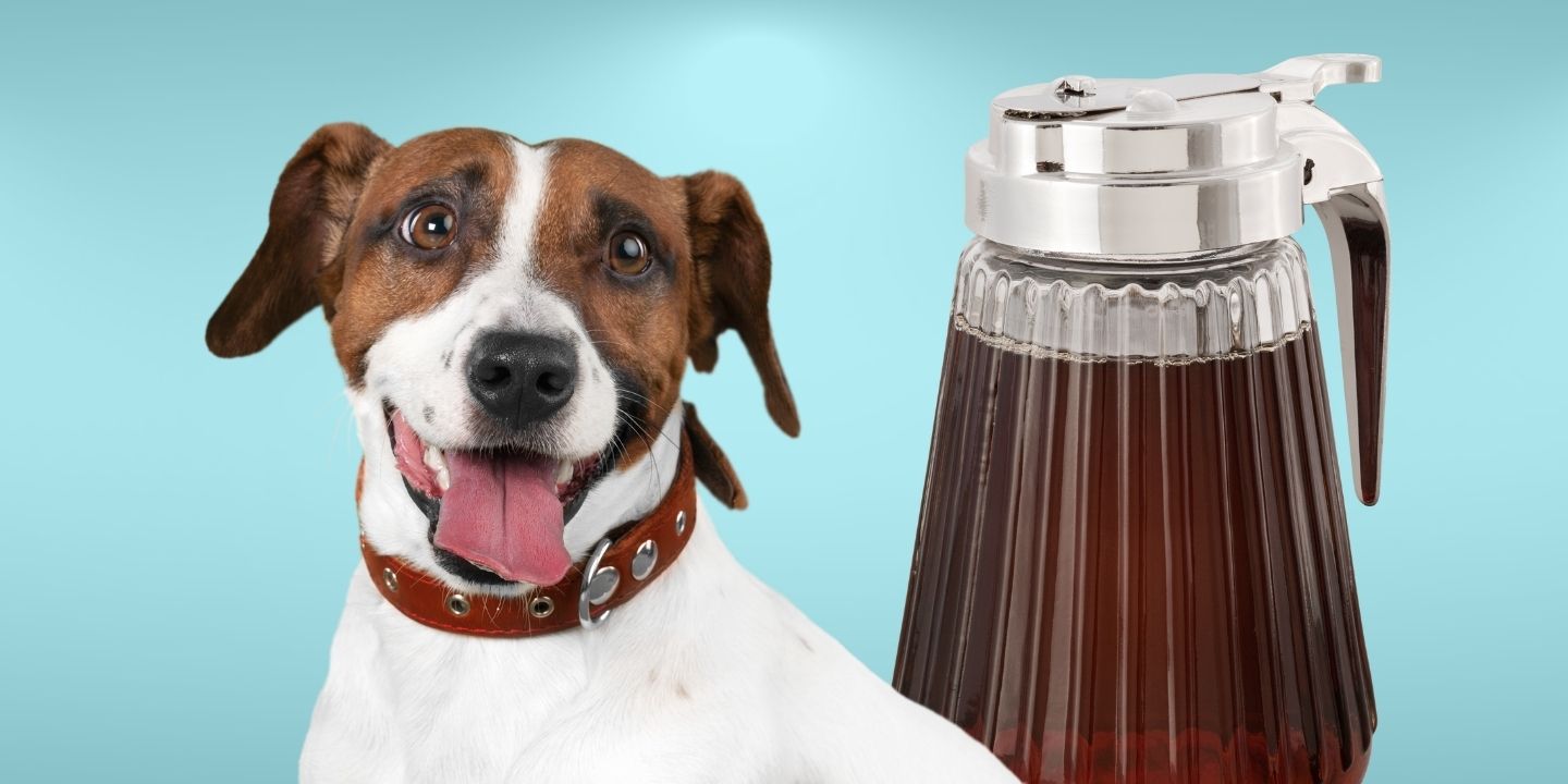 Can Dogs Eat Syrup? Risks, Benefits, and Portion Size