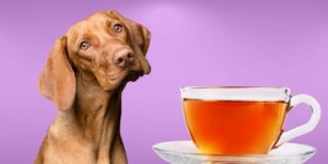Can Dogs Drink tea?