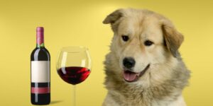 Can Dogs Drink wine?