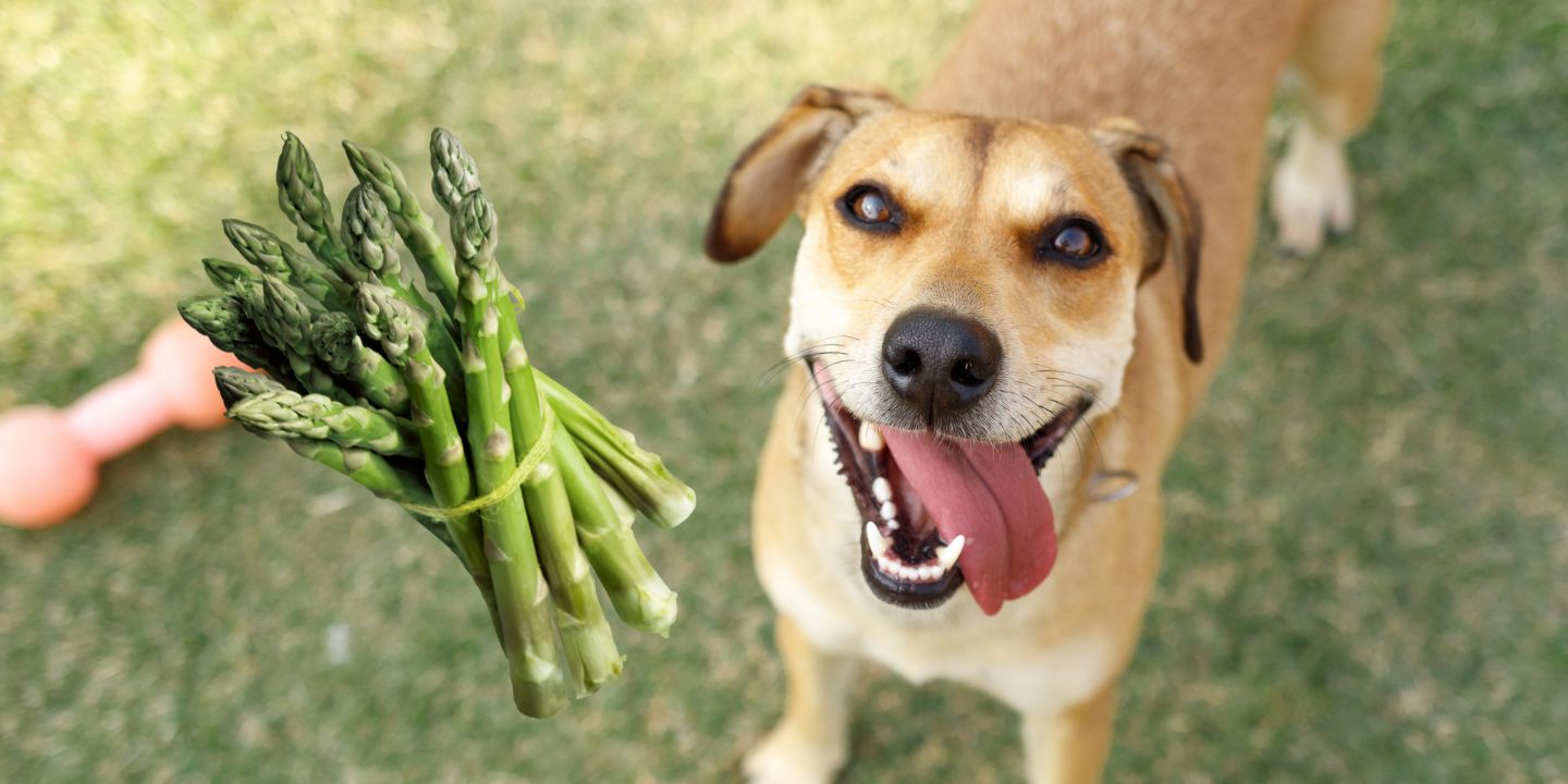 Can Dogs Eat Asparagus? A Comprehensive Guide