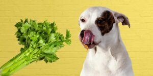 Can Dogs Eat Celery?