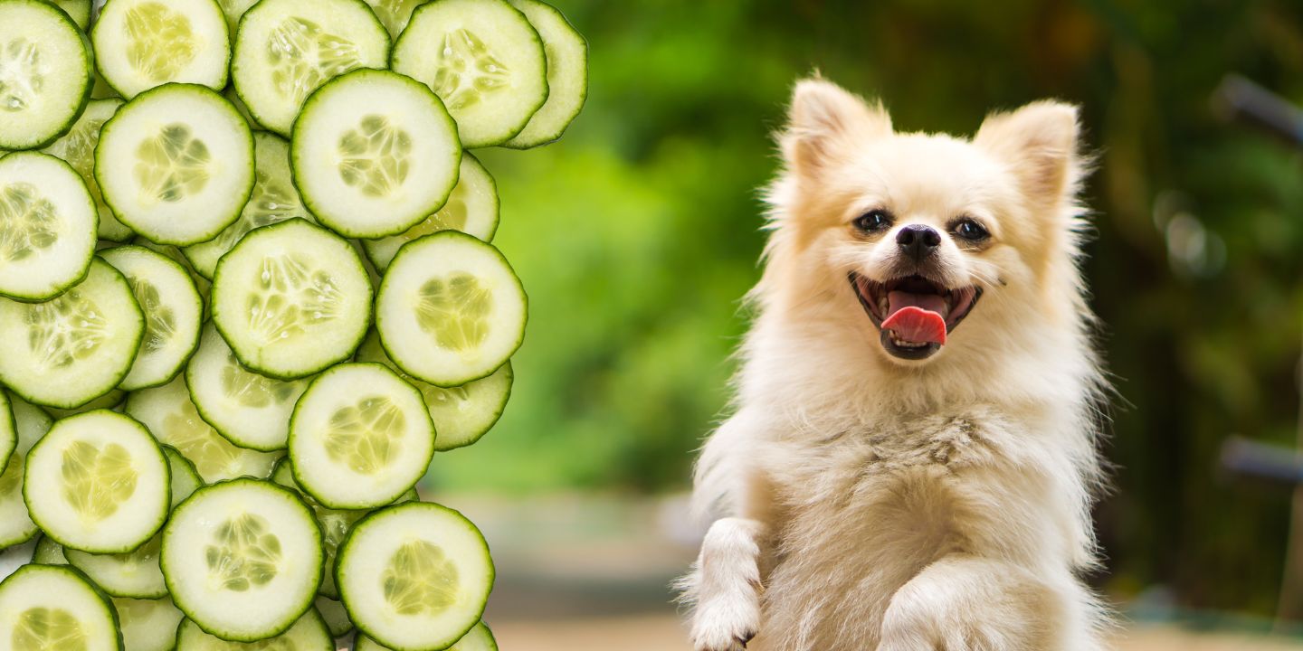 Can Dogs Eat Cucumbers? A Comprehensive Guide