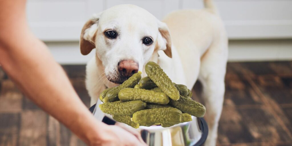Can Dogs Eat Pickles?