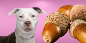 Can Dogs Eat acorns?