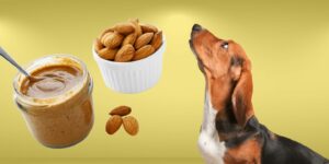 Can Dogs Eat almond butter?