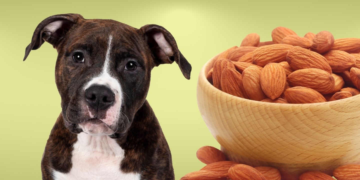 Can Dogs Eat Almonds? The Truth About Tree Nuts