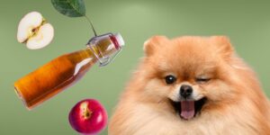 Can Dogs Eat apple cider vinegar?