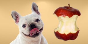 Can Dogs Eat apple cores?