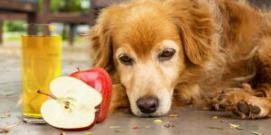 Can Dogs Eat apple juice?