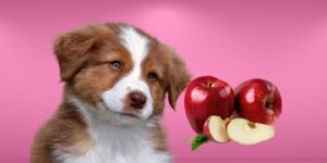 Can Dogs Eat apples?