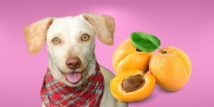 Can Dogs Eat apricots?