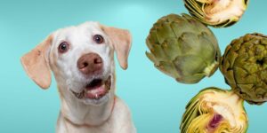 Can Dogs Eat artichokes?