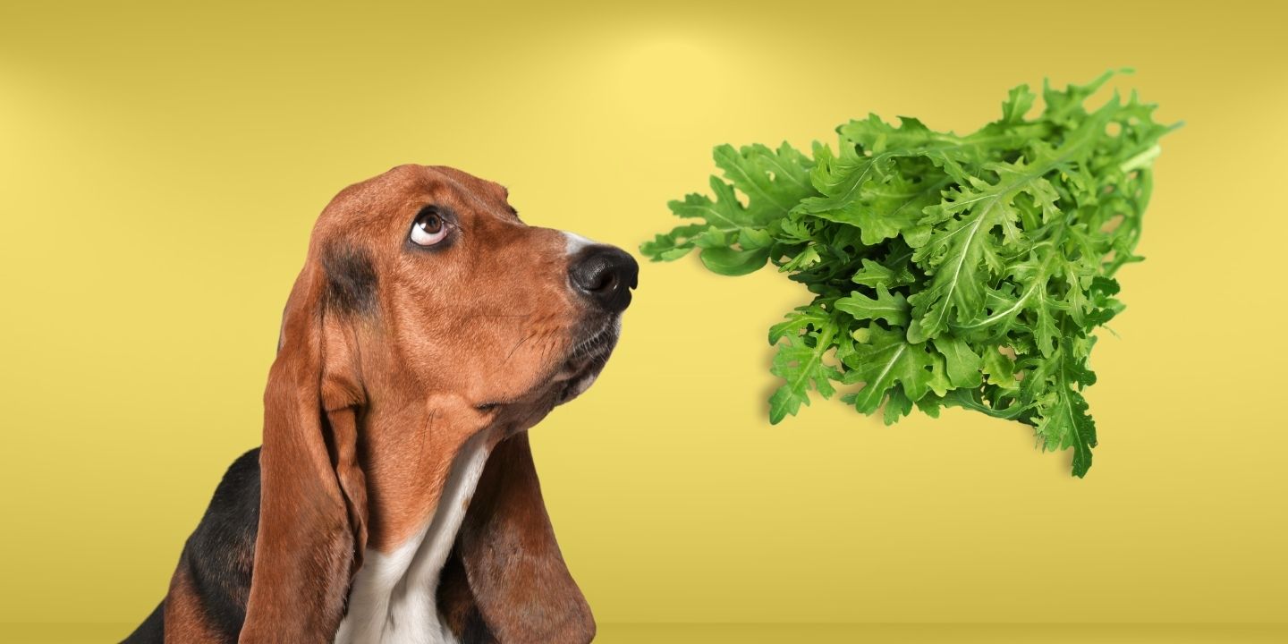 Picture of Can Dogs Eat Arugula? A Comprehensive Guide