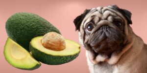Can Dogs Eat avocado?